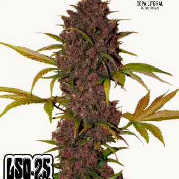 LSD-25 Auto